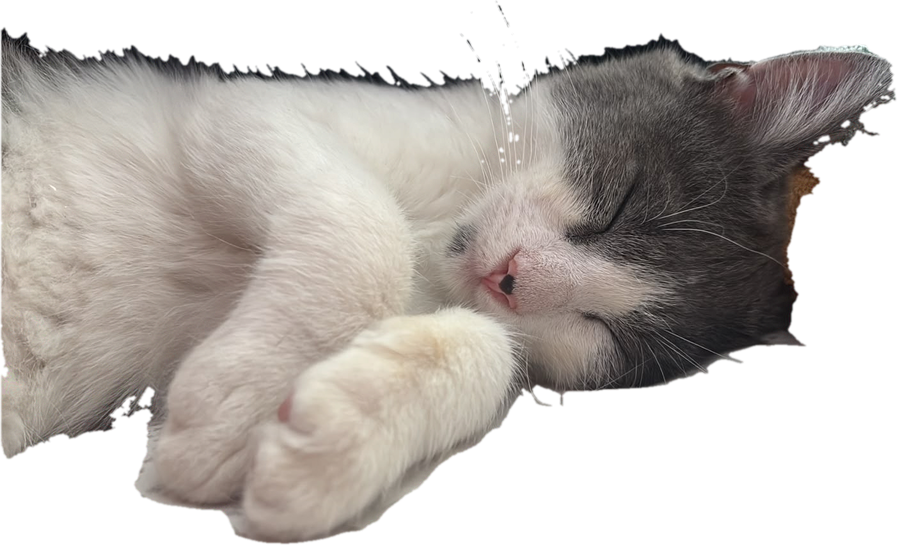 Gato durmiendo plácidamente